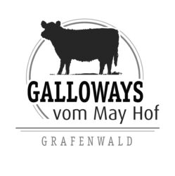 Galloways vom May Hof